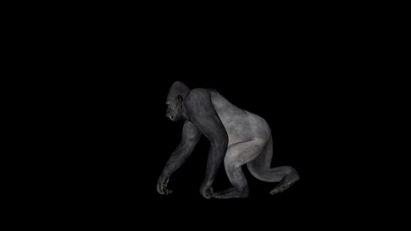 Old Gorilla Walking