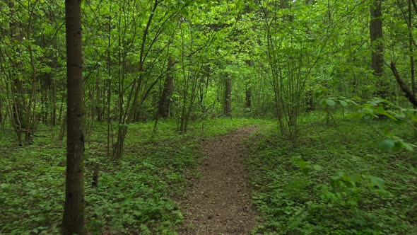 First Person View of Walking on Path in Forest Hiking Among Green Trees