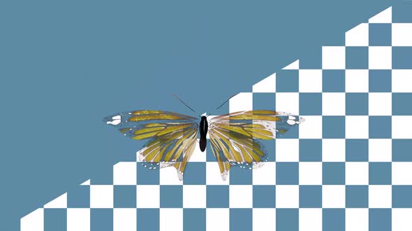 Butterfly Top View Alpha Channel alt
