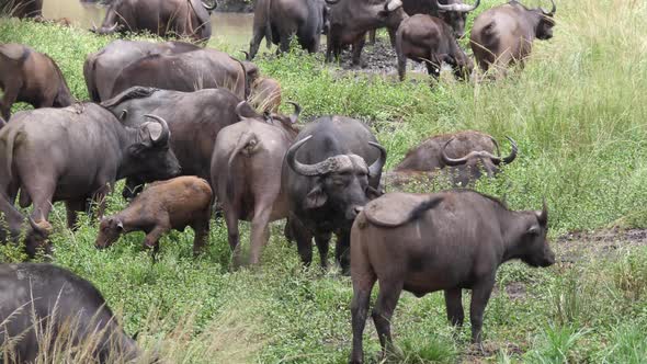 Herd of african buffalo at Hluhluwe–Imfolozi Park 