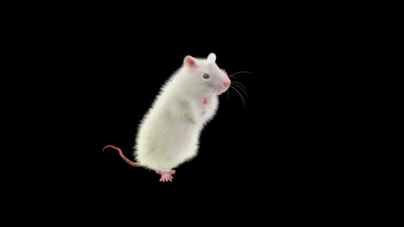 Rat Dancing Hd