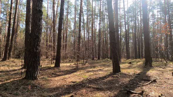 Inside a Pine Forest By Day Slow Motion