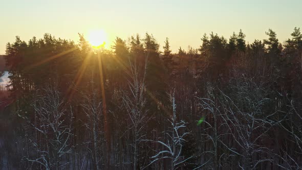 Trees at Sunrise