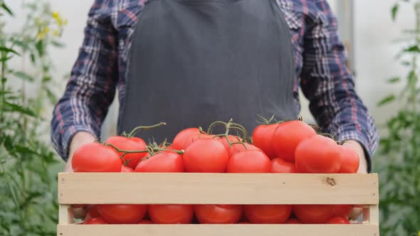 Farmer Businessman, Growing Tomatoes, Vegetable Business, Greenhouse with Tomatoes, Successful Farm