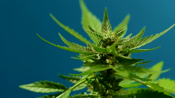 Sativa Marijuana Plant Close-up Rotating on Blue Background. Rasterized Herbal Cannabis Leaf Close