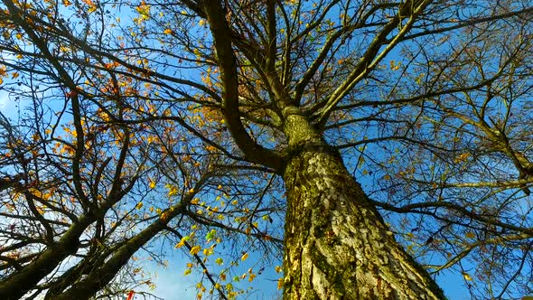 Almost Bald Tree in Autumn