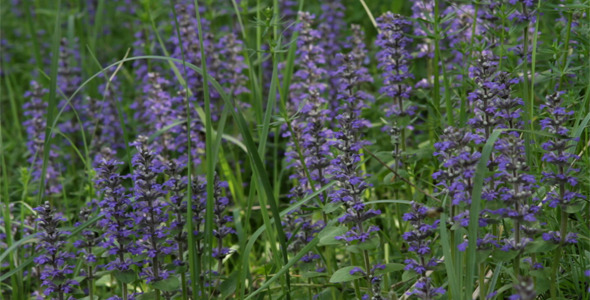 Spring Forest Flowers