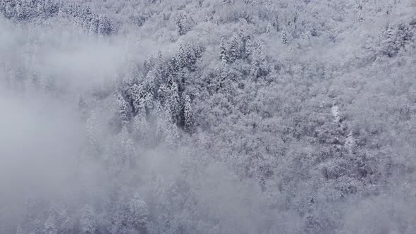 Fly On The Snowy And Foggy Mountain Spruce Forest