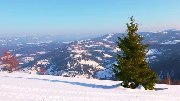 A Small Fluffy Tree Against the Backdrop of an Irresistible View of the Winter Mountains of the