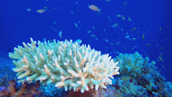Underwater Tropical Corals