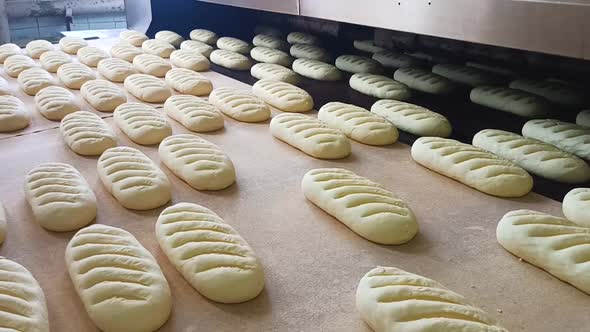 Raw Baguettes Slowly Move Along the Conveyor Belt Into the Furnace