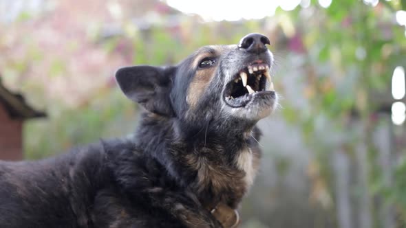 An evil German Shepherd barks into the cell. Enraged dog