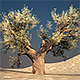 Three Broadleaf Trees Pack - 3DOcean Item for Sale