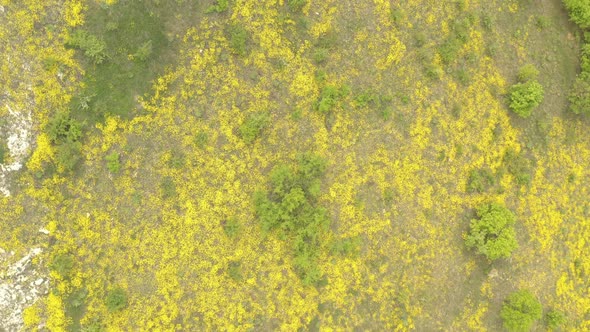 Basket of gold Alyssum Aurinia saxatilis flower from above 4K drone video