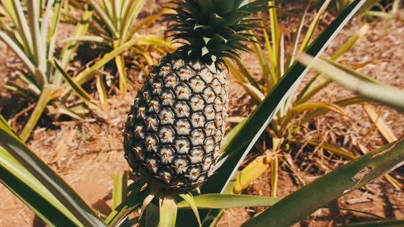 Pineapple Growing on Pineapple Plant