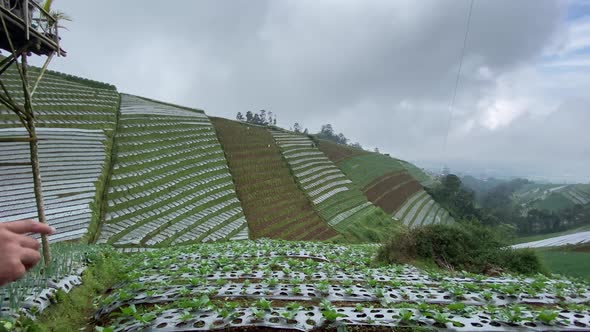 View of leek fields on the slopes of Mount Sumbing, Indonesia. Being a place for city vacationers wi