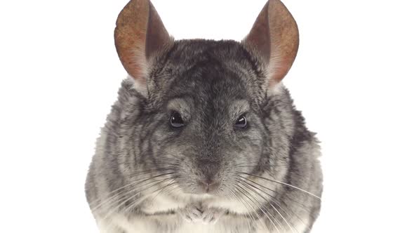 Chinchilla Eating Food Sitting on Hind Legs, Looking Camera