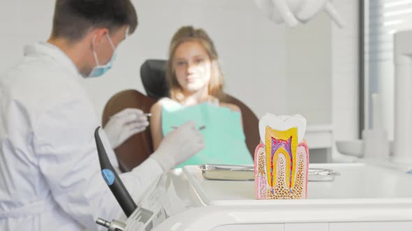 Dentist Examining Teeth of a Little Girl Healthy Tooth Model on the Foreground