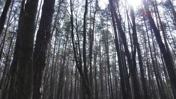 Forest Landscape Aerial View Slow Motion