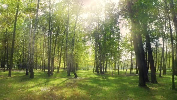 Green Forest Sun Magical Rays Leaf Leaves Branch Park