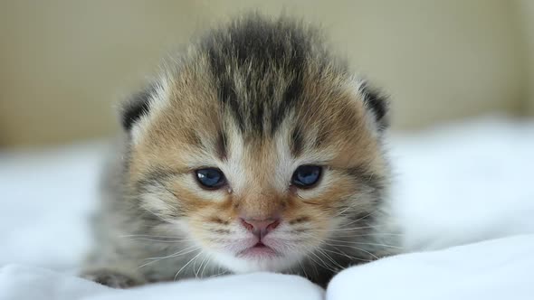 Close Up Of Scottish Kitten Lying On White Blanket