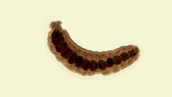 Oligochaeta Worm Under a Microscope, Type Annelida, Sample Found at Lake Baikal