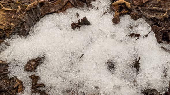 Snow Melting Leaves Spring