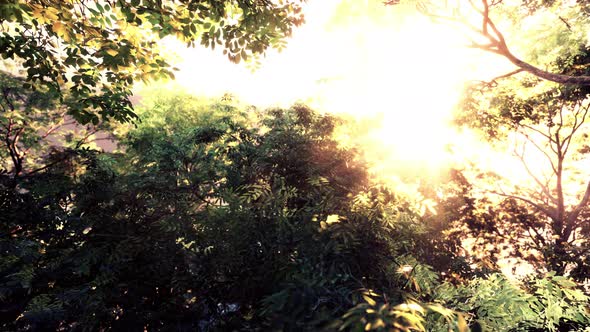 Sunbeams Pour Through Trees in Misty Forest