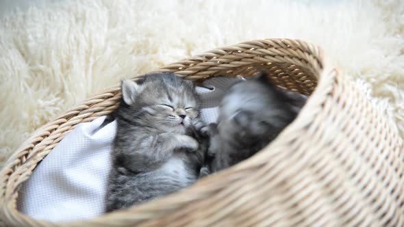 Cute Tabby Kittens Sleeping And Hugging In A Basket