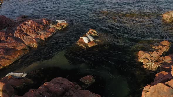 Spotted Seal Basking on the Rocks on the Seashore