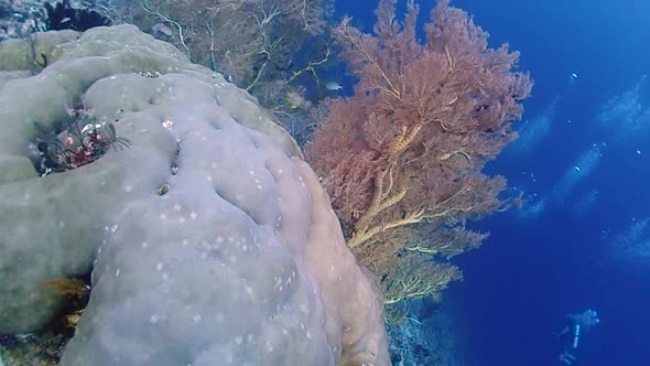 close by a sea fan & big corals. wide angle gliding passed with divers scuba diving below
