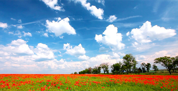 Red Poppies 4