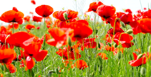 Red Poppies 7