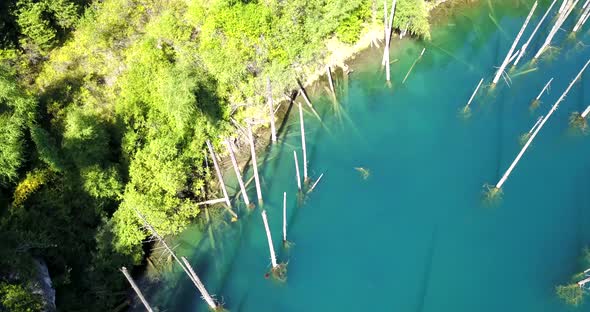 Coniferous Trees Rise From Depths of Mountain Lake