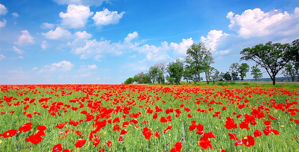 Red Poppies 11