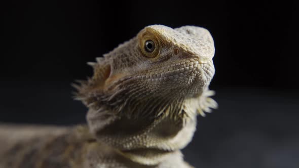 Pogona Vitticeps or Bearded Dragon