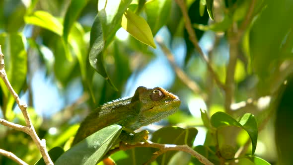 Green chameleon with interesting eyeement, surveying surroundings