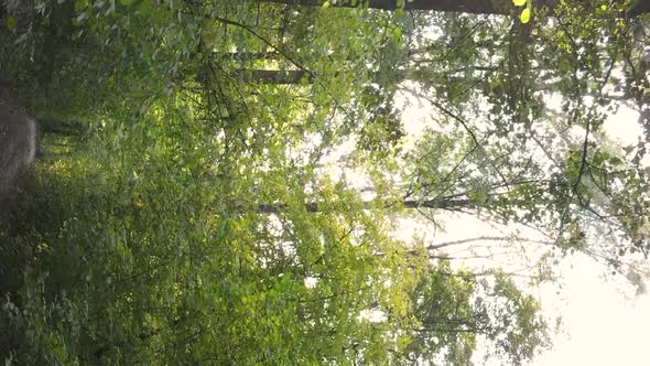 Vertical Video of Trees in the Forest in Autumn