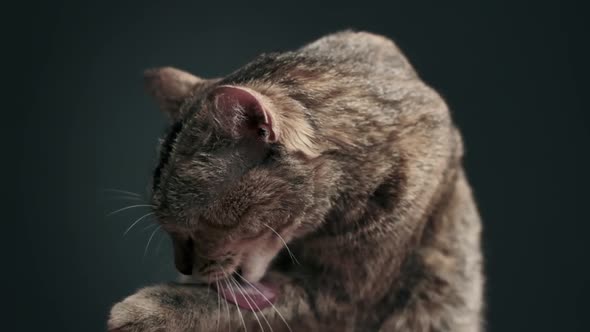 Cute Ginger Cat Washing Itself Slow Motion