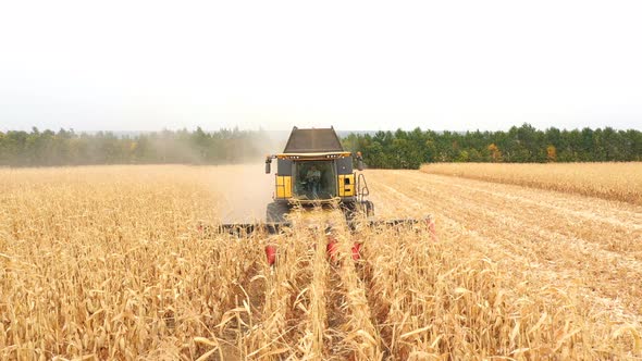 Aerial Shot of Harvester Gathering Corn Crop in Farmland