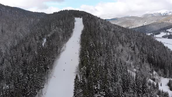 Aerial Ski Slopes with Skiers on Ski Resort. Snowy Mountain Fir Forest. Bukovel