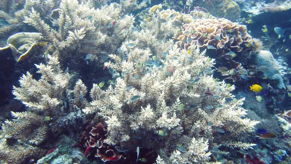 The Underwater World of a Coral Reef