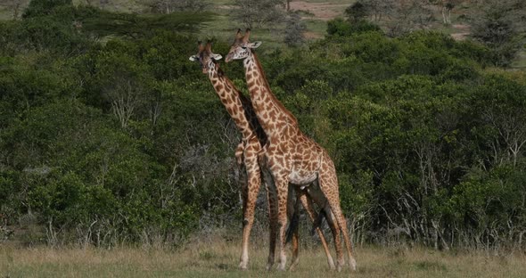 Masai Giraffe, giraffa camelopardalis tippelskirchi, Adults Fighting, Masai Mara Park in Kenya