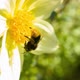 Bumble bee landing on a flower - VideoHive Item for Sale