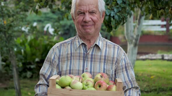 Old Farmer Gardener Holds A Box Of Ripe Apples In His Hands