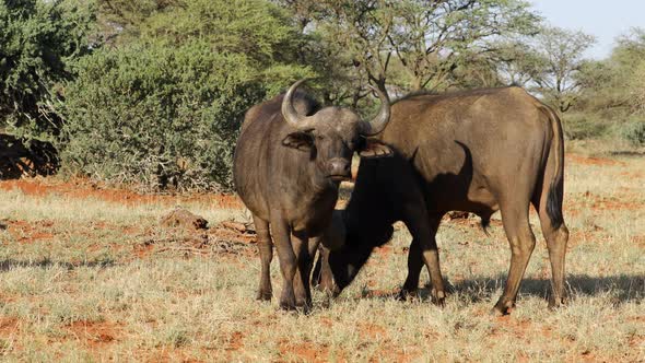 African Buffaloes In Natural Habitat