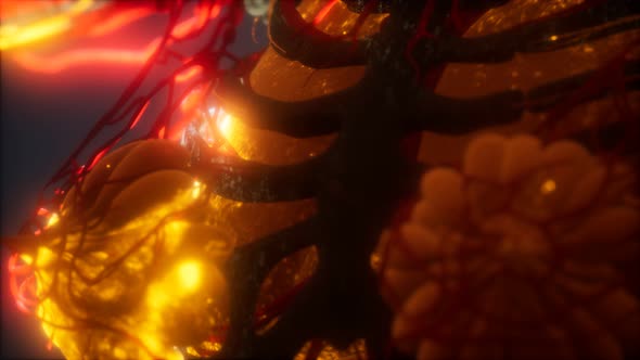 3d Rendered Medically Accurate Animation of Heart and Blood Vessels alt