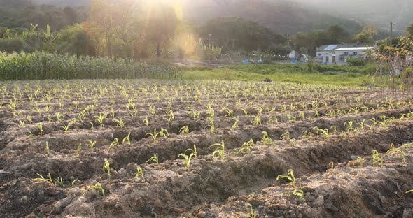 Green corn sprouts