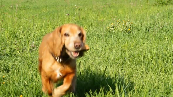 Running Cocker Spaniel