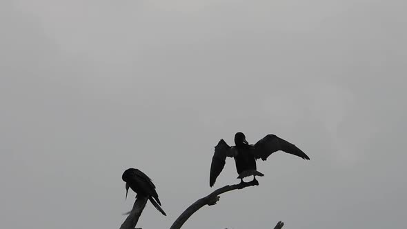 Two birds sitting in top of the tree